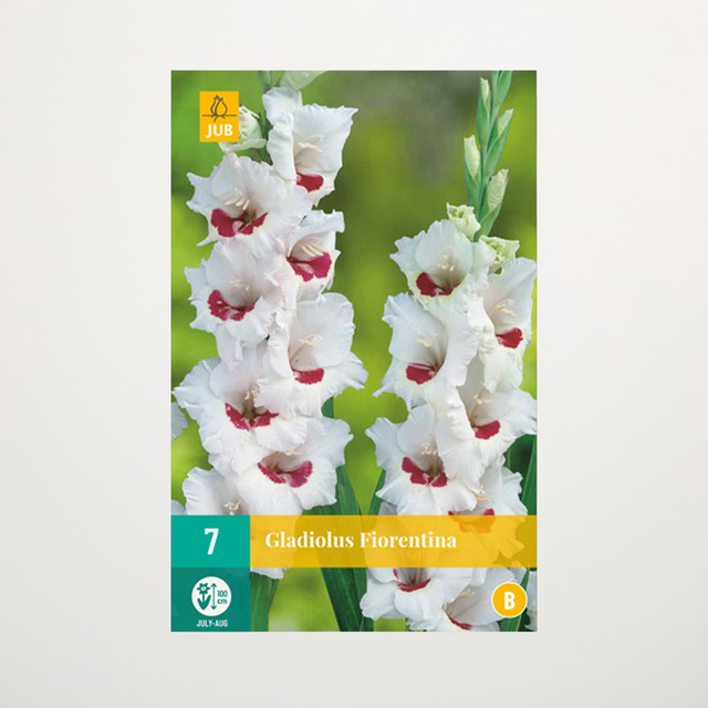 Gladiole Fiorentina von BLUME2000 - 7 Knollen für Gartenbeet, Kübel, Balkon und Terrasse - Bild 1