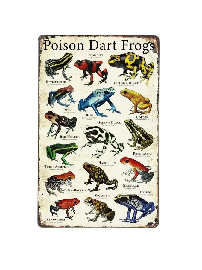 HELLOYOUNG Retro Poison Dart Frogs Aluminiumschild, Mehrfarbig, B: 30,0 cm, H: 20,0 cm, T: 0,1 cm - Bild 2