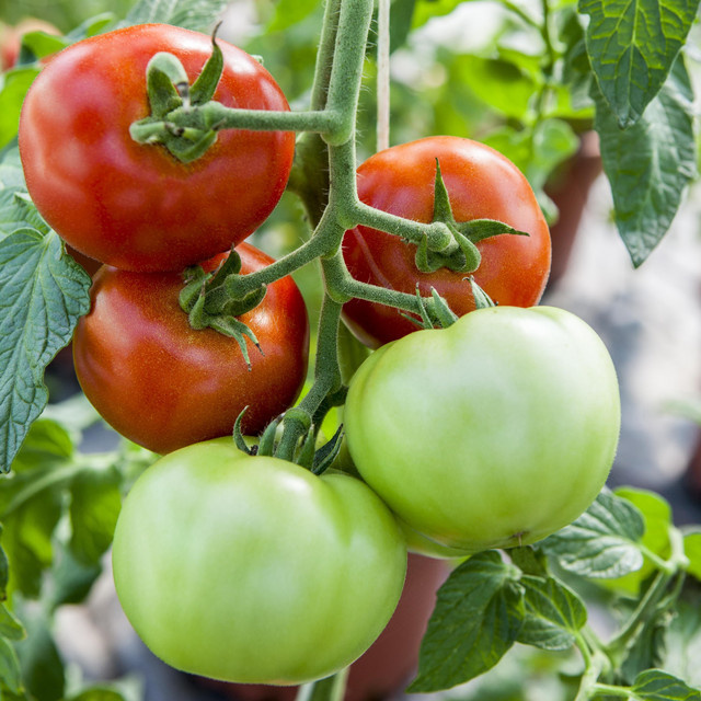 BIO Tomate Harzfeuer von BLUME2000 - Bild 1