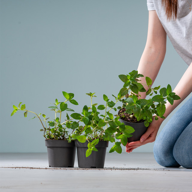 BLUME2000 Mentha x piperita Bio Pfefferminze 3er Pack - Bild 1