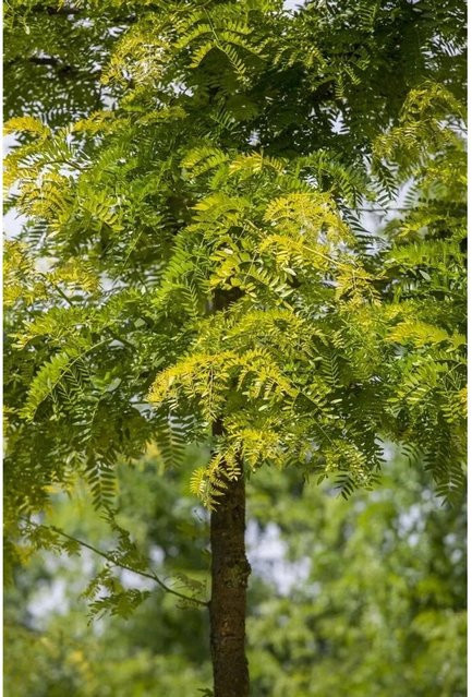 Gleditsia Triacanthos Sunburst Gold-Gleditschie Zierbaum in Gold und Grün, Höhe: 60–80 cm - Bild 1