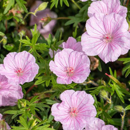 Gestreifter Storchschnabel Striatum in Rosa - Bild 1