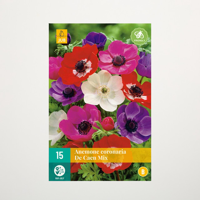 Anemonen De Caen Mix mit 15 Knollen von BLUME2000 - Bild 1