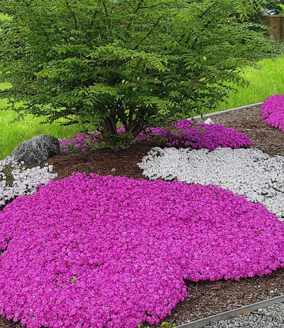 Teppichphlox Emerald Pink - Bild 1