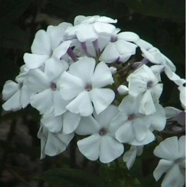 Phlox paniculata Hohe Flammenblume Weiße Wolke als Beetpflanze und Schnittblume von Nr-01.de - Bild 1
