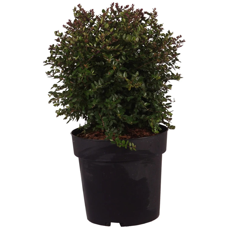GROW by OBI Heckenmyrte Garden Clouds Copper Glow Lonicera als Heckenpflanze im 4,5l Topf, Höhe: 30 cm - Bild 2