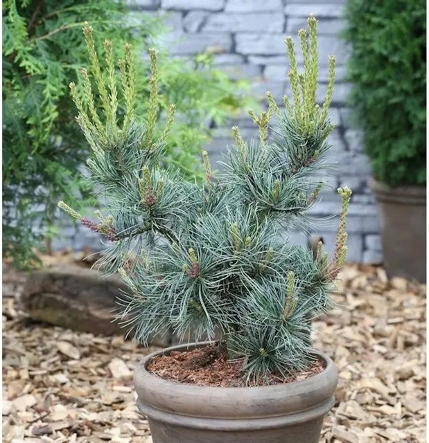 Blaue Mädchenkiefer Pinus parviflora von Nr-01.de, Höhe: 100-125 cm - Bild 1