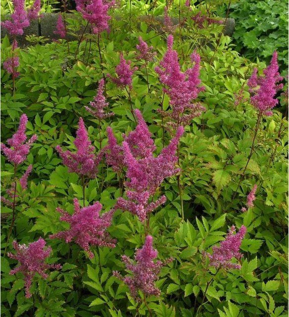 Astilbe arendsii Prachtspiere Gloria Purpurea in Pink und Purple als Bodendecker und Schnittblume von Nr-01.de - Bild 1