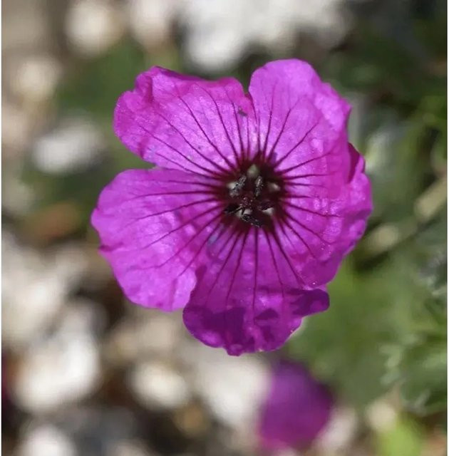 Storchenschnabel Geranium cinereum lila Staude von Nr-01.de - Bild 1