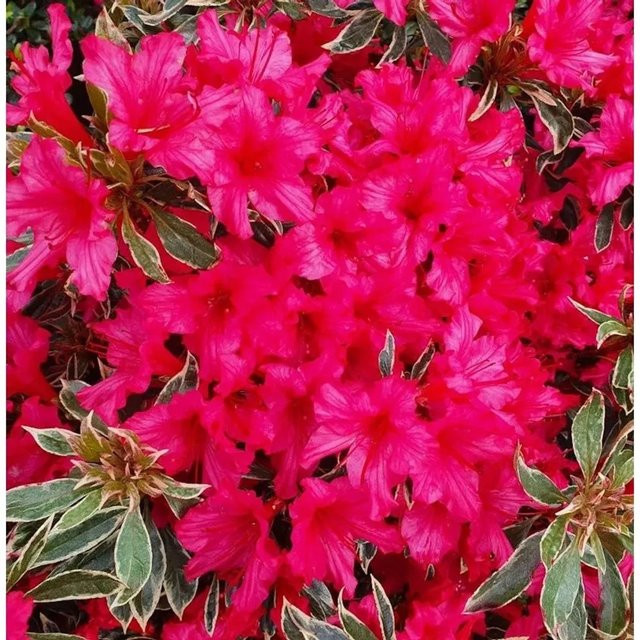 Japanische Azalee Silver Sword Rhododendron obtusum als Zwerg Alpenrose in Pink, Höhe: 20-25 cm - Bild 1