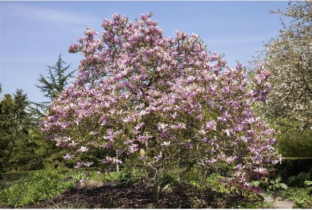 Magnolia Galaxy Magnolie mit rosa Blüten als Zierstrauch für den Garten, Höhe: 150–175 cm - Bild 1