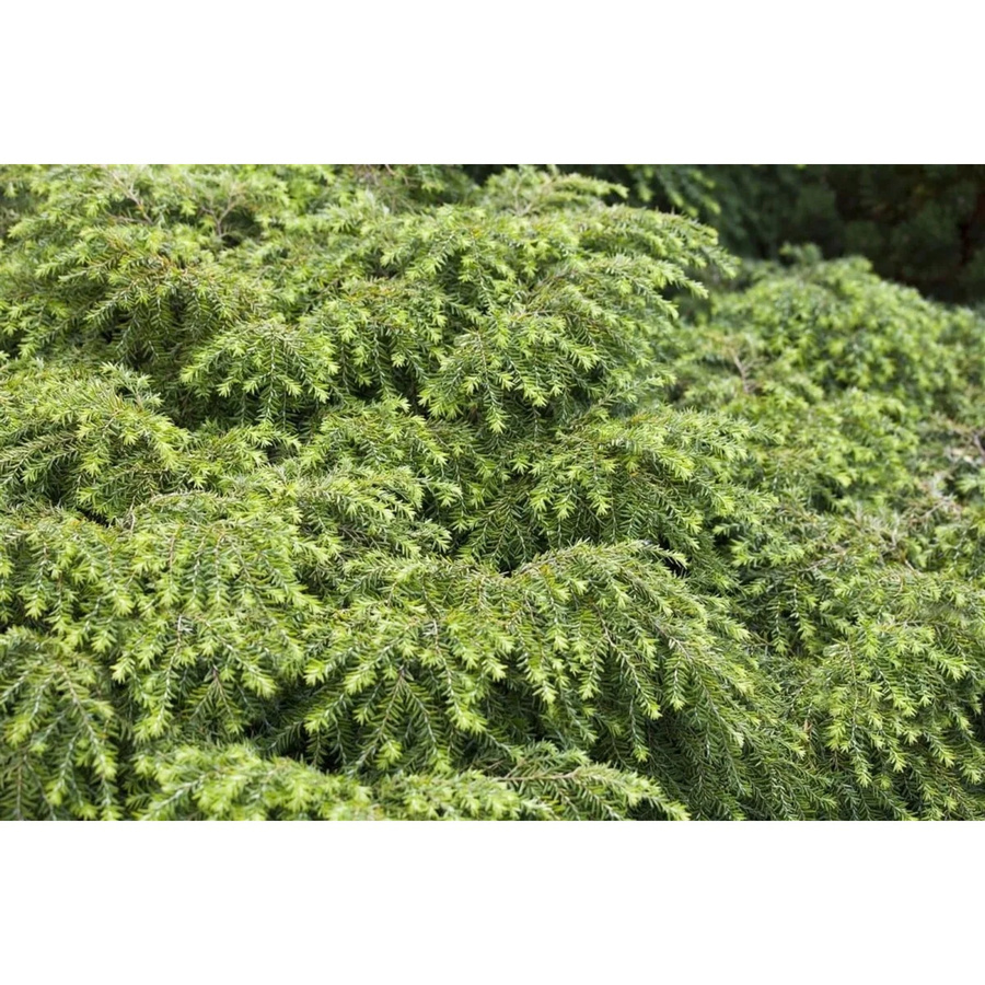 Tsuga Canadensis Nana Zwerg-Hemlocktanne Kompakt Nadelgehölz Grün 20–30 cm - Bild 2