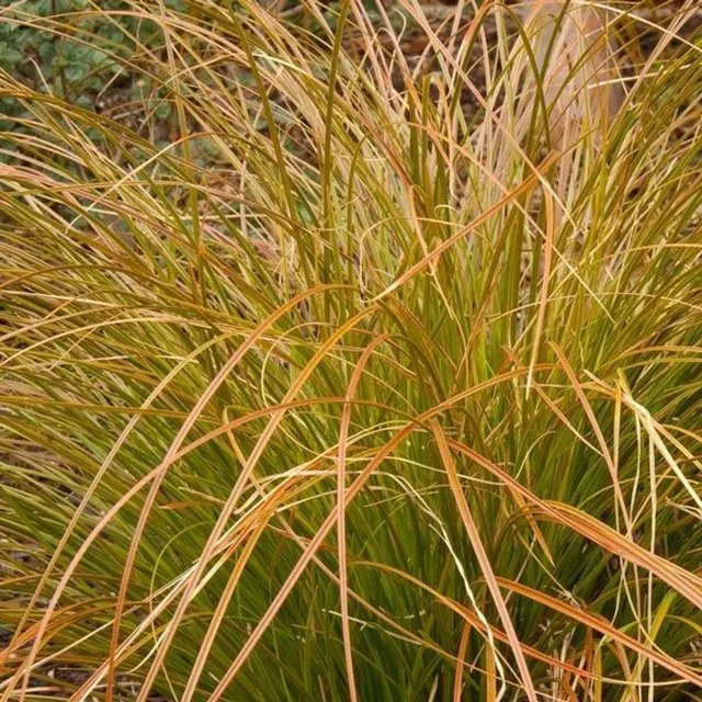 6er Set Arborix Neuseeland-Segge Carex testacea mit bronzerotem Laub im 9cm Topf - Bild 1