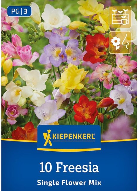 Kiepenkerl Freesien Mischung bunte Blumenzwiebeln, 10 Stück - Bild 1