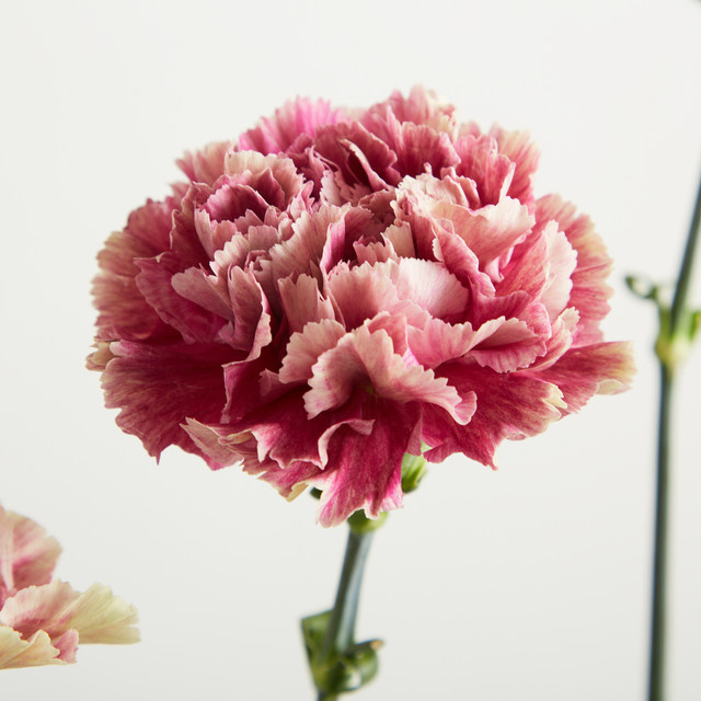 Blume2000 Nelken Multicolor Bunch - Bild 1