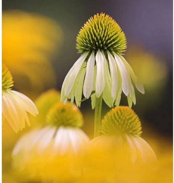 Sonnenhut Mellow Yellow Echinacea purpurea gelbe Schnittblumepflanze im Topf - Bild 1