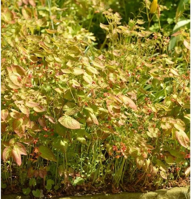 Epimedium versicolor Elfenblume Cupreum von Nr-01.de, mehrjährige Gartenpflanze in Gelb, Weiß und Grün - Bild 1