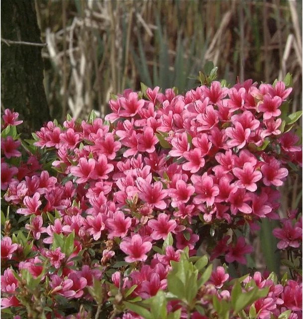 Japanische Azalee Silvester Rhododendron obtusum Zwerg Alpenrose von Nr-01.de - Bild 1