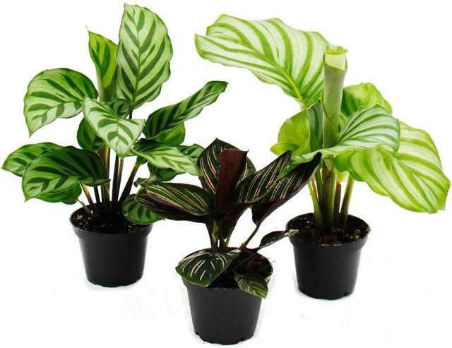 Exotenherz Calathea Schattenpflanzen 3er Set mit ausgefallenem Blattmuster, Höhe: 20 cm - Bild 1