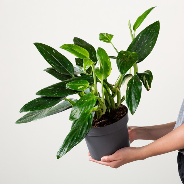 Philodendron Cobra Zimmerpflanze von BLUME2000 in Grün mit gesprenkeltem Laub - Bild 1