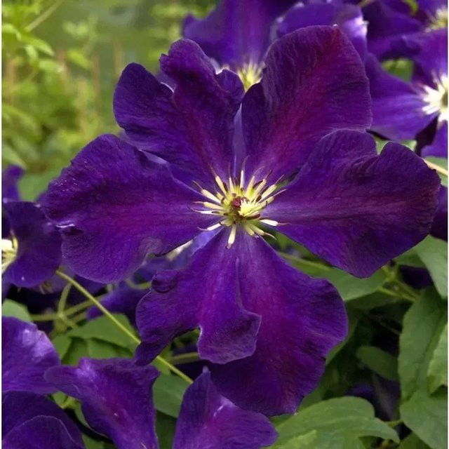 Clematis viticella Waldrebe Romantica lila Kletterpflanze für die Begrünung von Zäunen oder Gemäuern - Bild 1