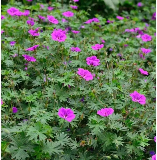 Geranium cinereum Storchenschnabel Laurence Flatman als mehrjährige Gartenpflanze für den Steingarten - Bild 1