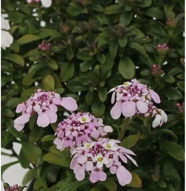 Iberis sempervirens Schleifenblume Pink Ice in Pink als pflegeleichter Bodendecker für Steingärten und Beete - Bild 1