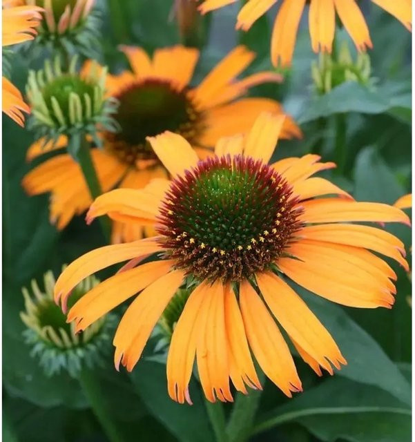 Sonnenhut Orange Skipper Echinacea purpurea im Topf - Bild 1