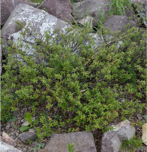 Pachistima canbyi Gebirgs-Jade Canbys Mountain-lover Zwergstrauch Bodendecker in Grün und Rot, Höhe: 20 cm - Bild 1