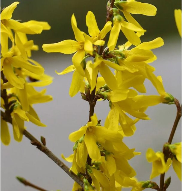 Forsythia intermedia Goldglöckchen Spectabilis gelber Zierstrauch Höhe: 100-125 cm von Nr-01.de - Bild 1