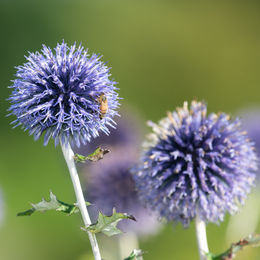 Zierdistel in Blau und Grün als Dekoration - Bild 1