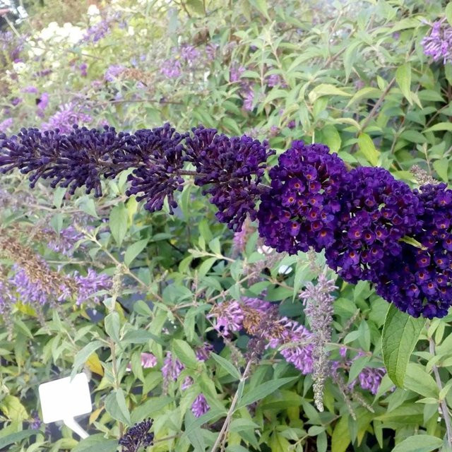 Sommerflieder Buddleja davidii Black Knight Dunkelviolett von arborix im Container - Bild 1