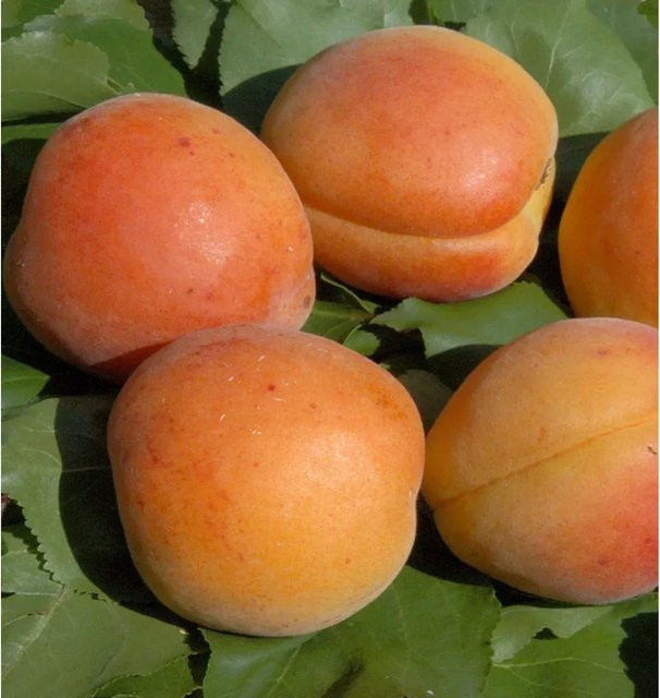 Aprikose Nancy Prunus armeniaca Obstbaum mit orangefarbenen Früchten, Höhe: 60-80 cm - Bild 1