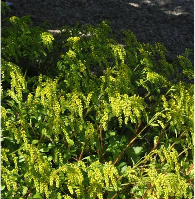 Goldtröpfchen Chiastophyllum oppositifolium Bodendecker von Nr-01.de in Grün - Bild 1