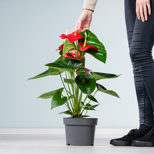Anthurium Flamingoblume Turenza von BLUME2000 - Bild 1