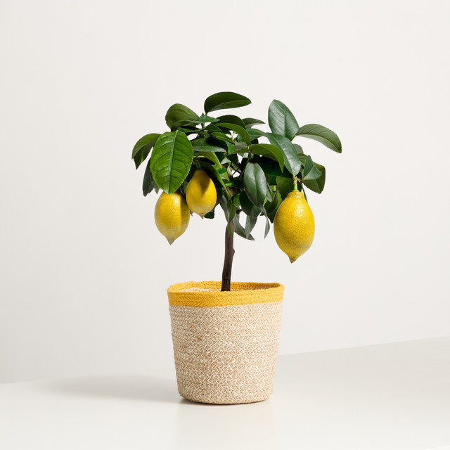 Little Lemon Zitronenbaum von BLUME2000 für Balkon und Terrasse im Topf - Bild 1