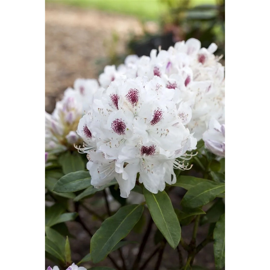 Rhododendron Hybr. Schneebukett Weiß, Zierstrauch, Höhe: 30–40 cm - Bild 2