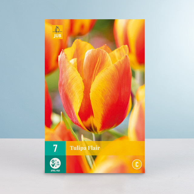 Tulpenzwiebeln Flair Einfach Frühe Tulpe von BLUME2000, 10 Stück - Bild 1