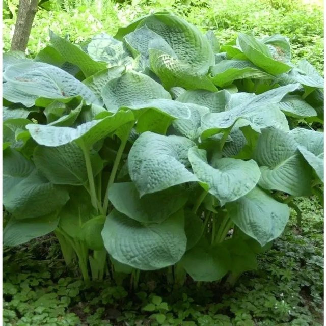 Grünblattfunkie Elegans Hosta sieboldiana Bodendecker in Grün - Bild 1