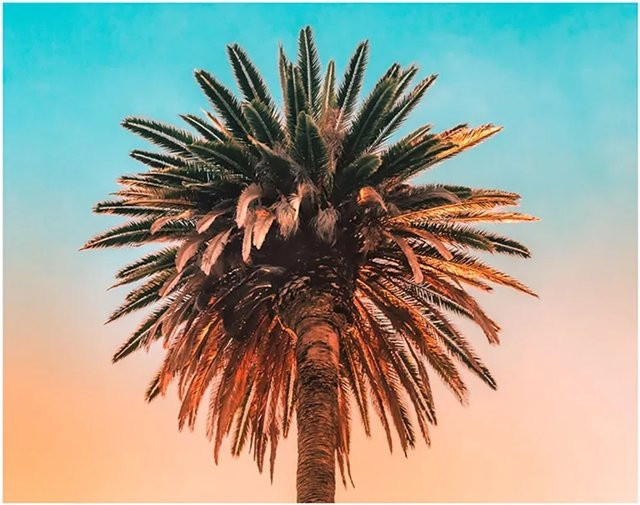 Komar Wandbild Palm Tree, Papierposter, Multicolour, Breite: 50 cm, Höhe: 40 cm - Bild 1