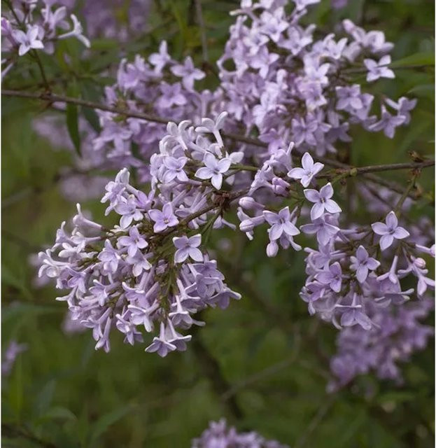 Persischer Flieder Syringa persica lila Zierstrauch von Nr-01.de - Bild 1