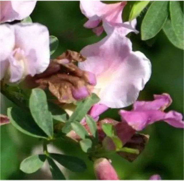 Purpurginster Cytisus purpureus in Pink, Höhe: 30-40 cm - Bild 1