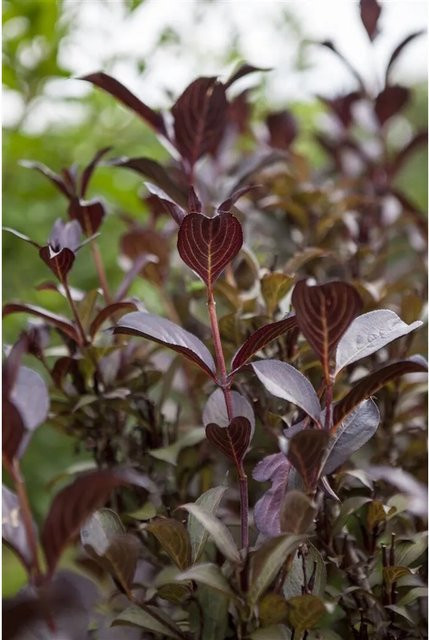 Weigela Florida Purpurea Purpurrote Weigelie als Zierstrauch für den Garten, Höhe: 80–100 cm - Bild 1