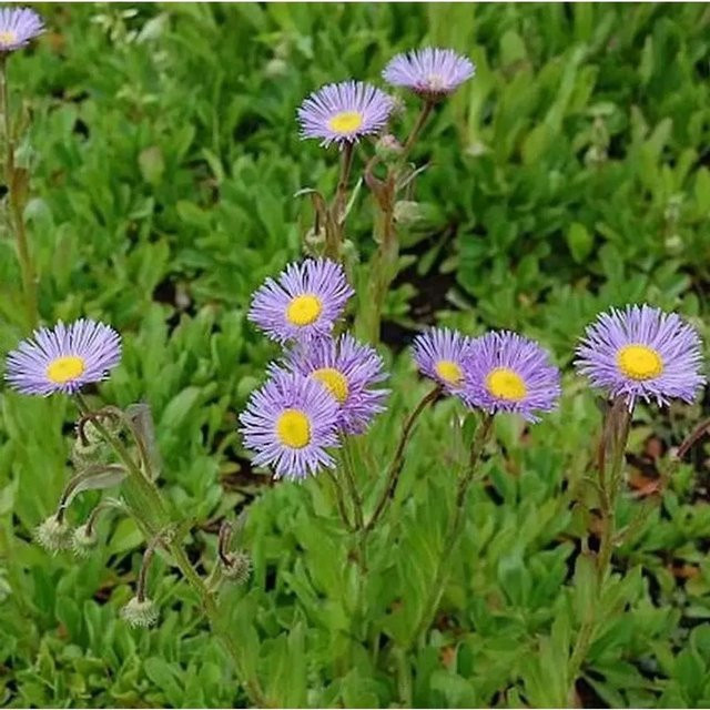Erigeron Hybrid Mrs. E.H. Beale Feinstrahlaster in Lila für Garten und Beet - Bild 1