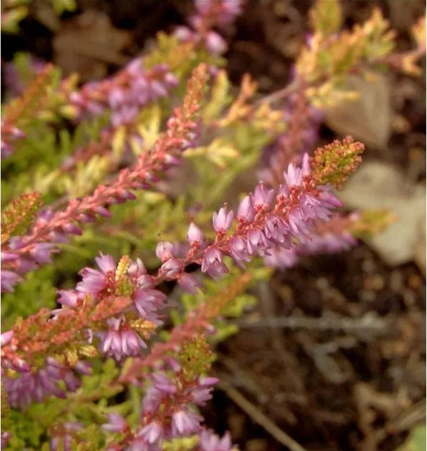 10er Set Besenheide Calluna vulgaris Boskoop für deinen Garten - Bild 1