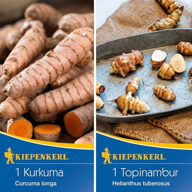 Kiepenkerl Samen-Set Aromatische Wurzelgewächse mit 2 x Saatgut, Mehrfarbig - Bild 1