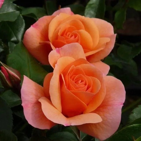 Kletterrose Aprikola von plantofix in Rosa mit apricotfarbenen Blüten für Garten und Balkon