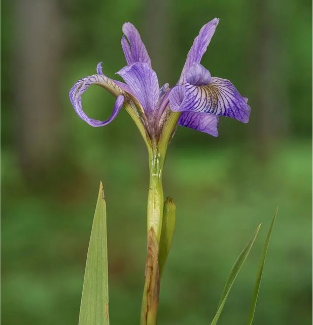 Sibirische Wieseniris Omars Cup Iris sibirica lila Staudenpflanze für den Garten - Bild 1