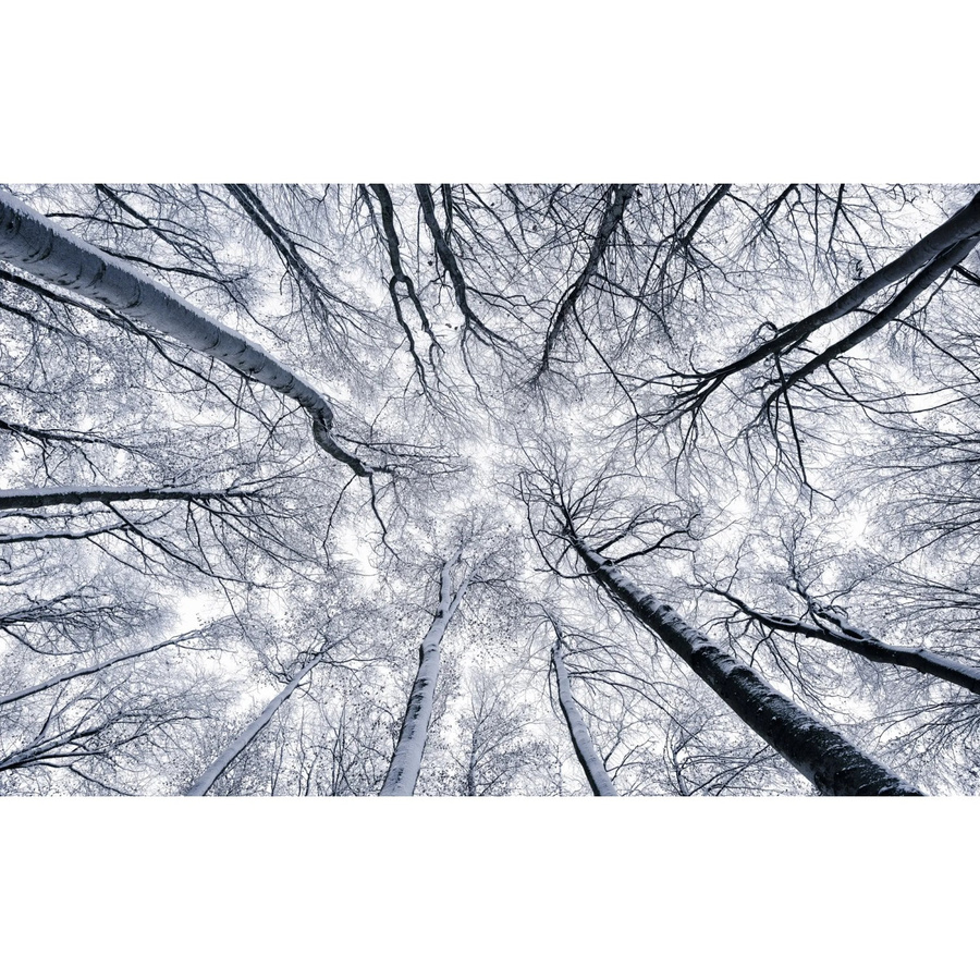 Komar Fototapete aus Vlies B: 400 cm, H: 250 cm - Bild 2