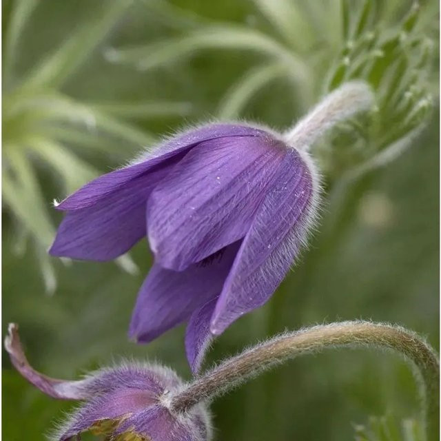 Küchenschelle Pulsatilla vulgaris in Blau für Steingärten und Kübel - Bild 1